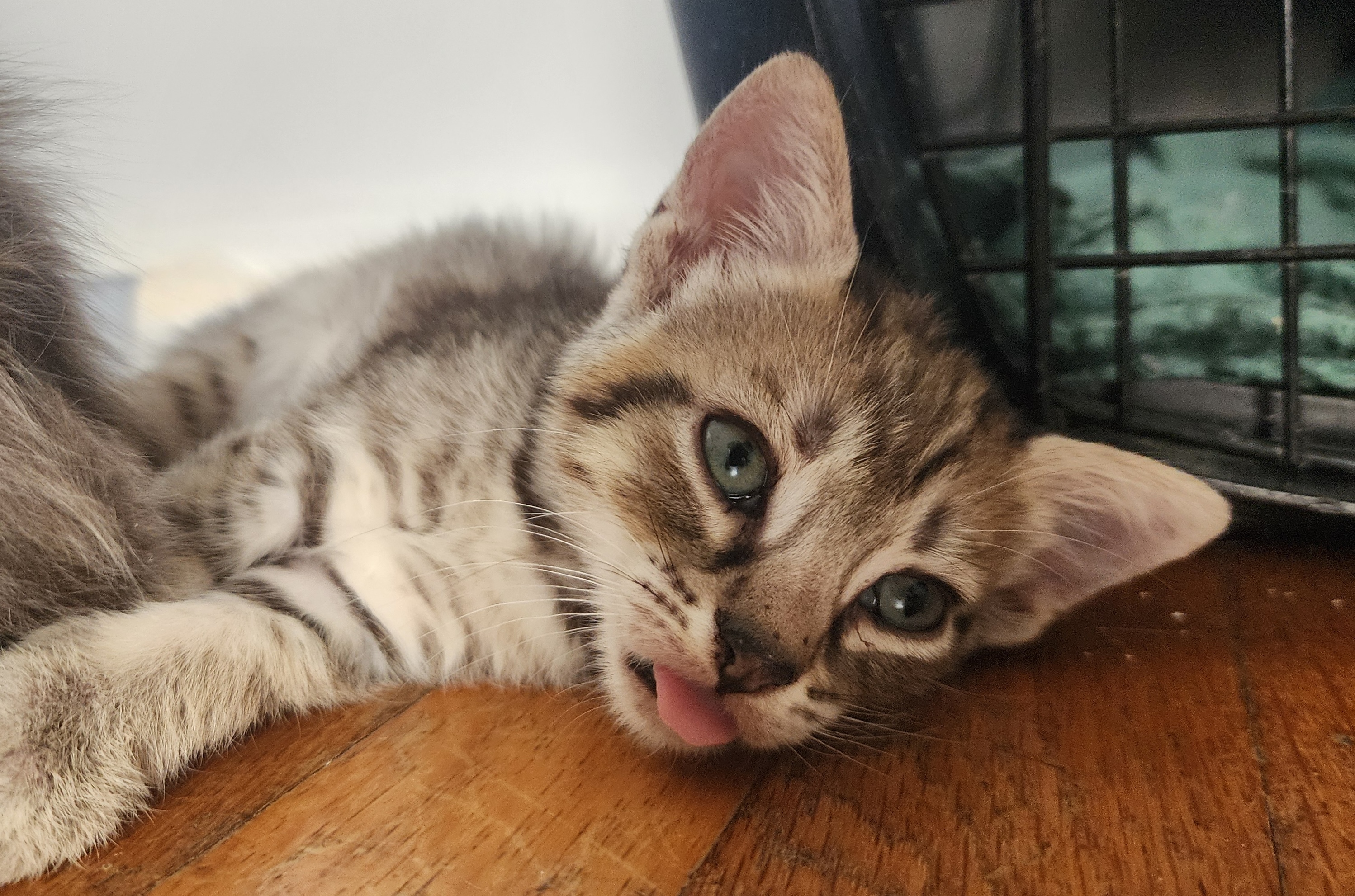 Tabby kitten sticking its tongue out.